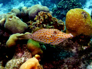 Underwater photograph by Joel Bergsma