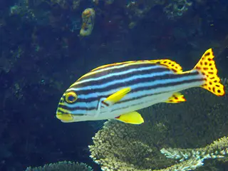 Underwater photograph by Joel Bergsma