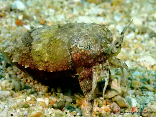 Underwater photograph by Joel Bergsma