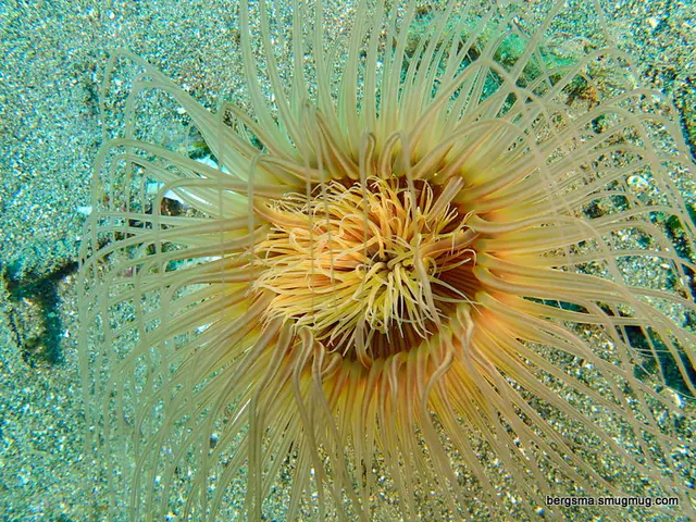 Underwater photograph by Joel Bergsma