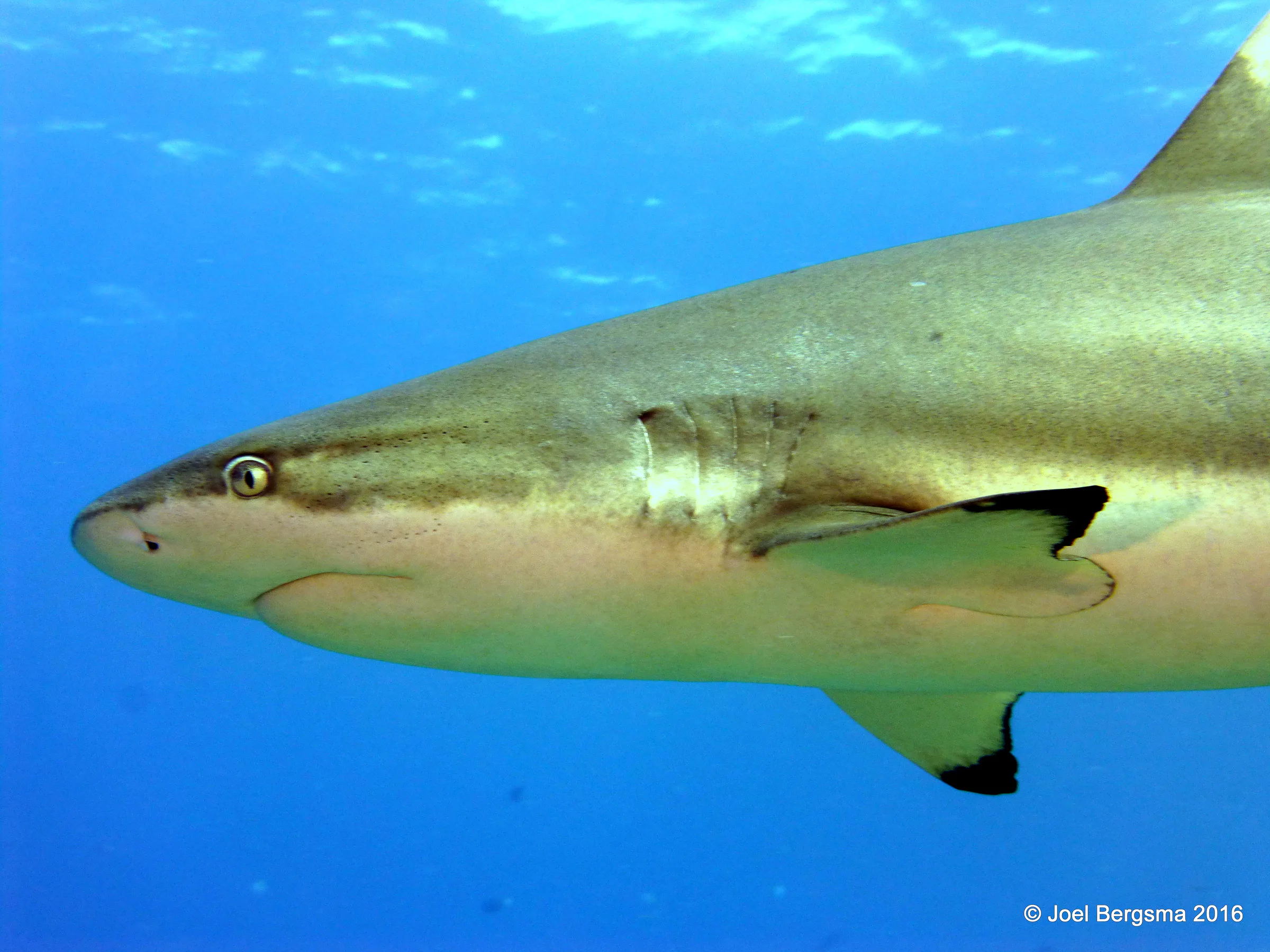 Shark, Yap, 2016