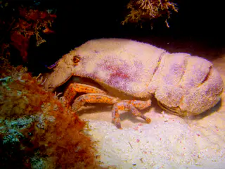Underwater photograph by Joel Bergsma