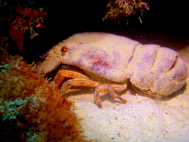 Underwater photograph by Joel Bergsma
