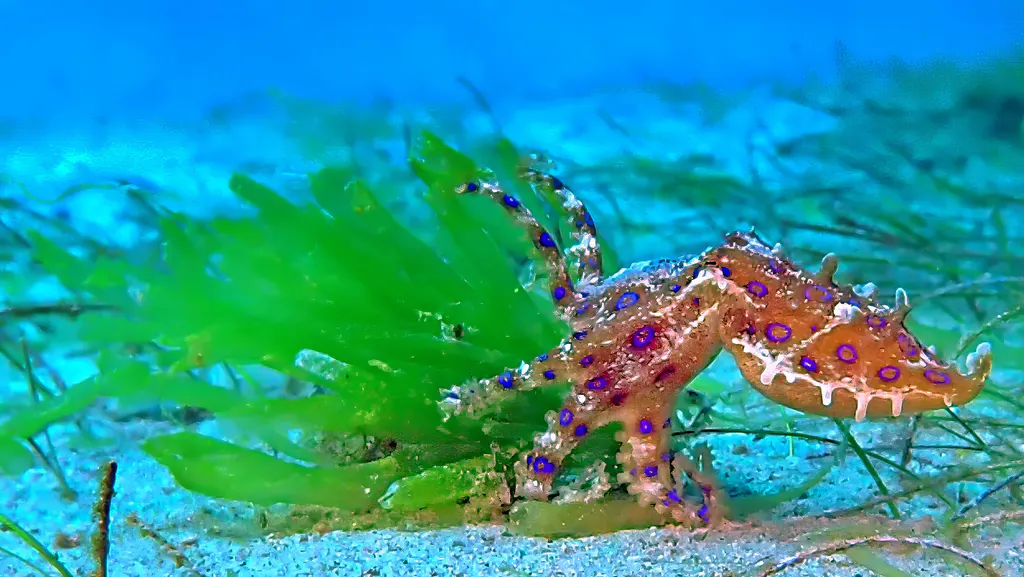 Underwater photograph by Joel Bergsma