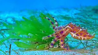 Underwater photograph by Joel Bergsma