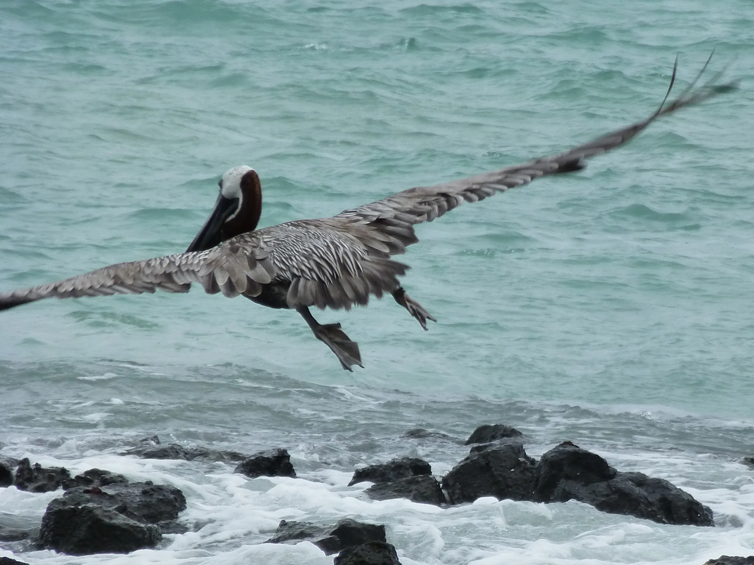 Brown Pelican in flight. (Its body is up to 50 inches)