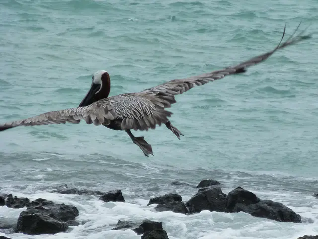 Brown Pelican in flight. (Its body is up to 50 inches)