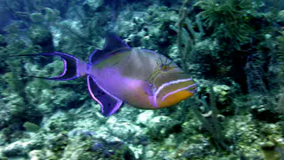 Underwater photograph by Joel Bergsma