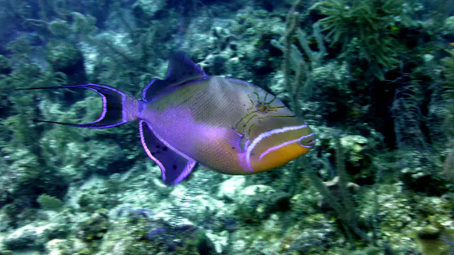 Underwater photograph by Joel Bergsma