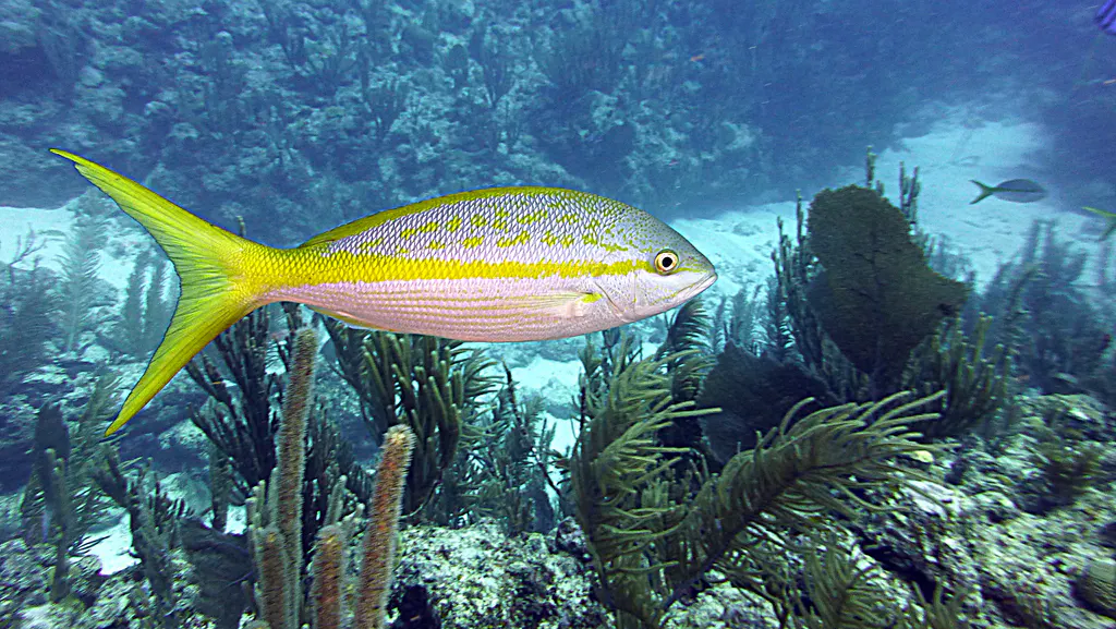 Underwater photograph by Joel Bergsma