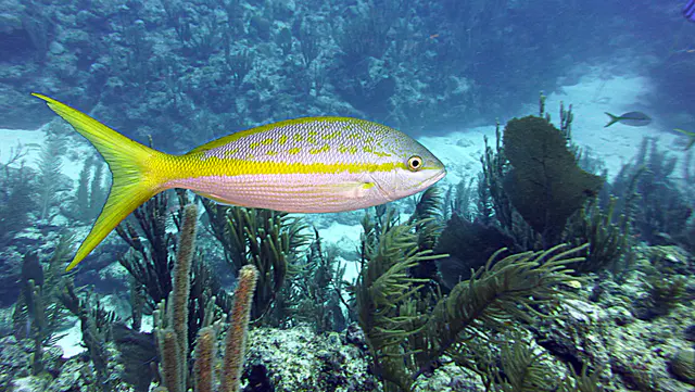 Underwater photograph by Joel Bergsma