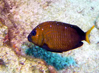 Underwater photograph by Joel Bergsma