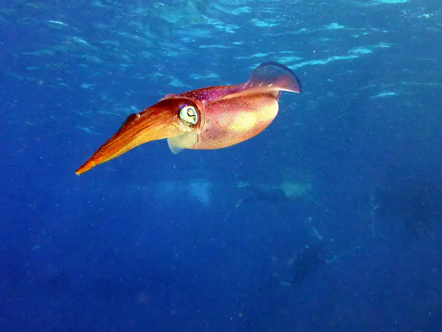 Underwater photograph by Joel Bergsma