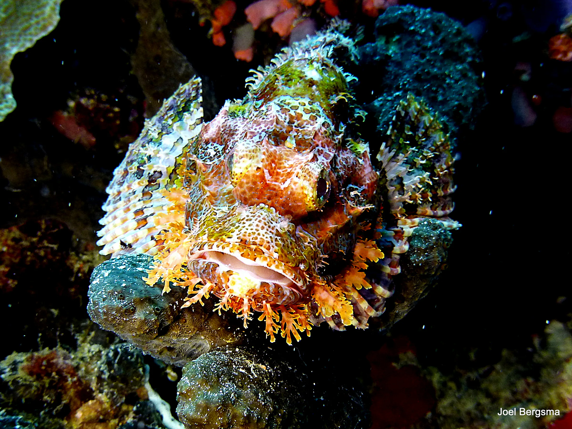 Scorpionfish, Philippines, 2017