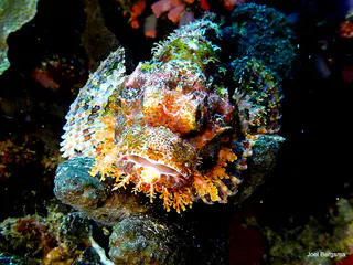 Underwater photograph by Joel Bergsma