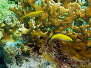 Underwater photograph by Joel Bergsma