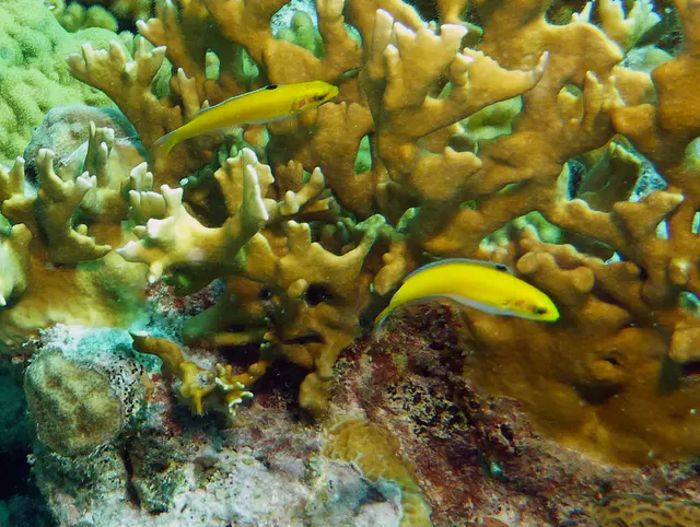 Underwater photograph by Joel Bergsma