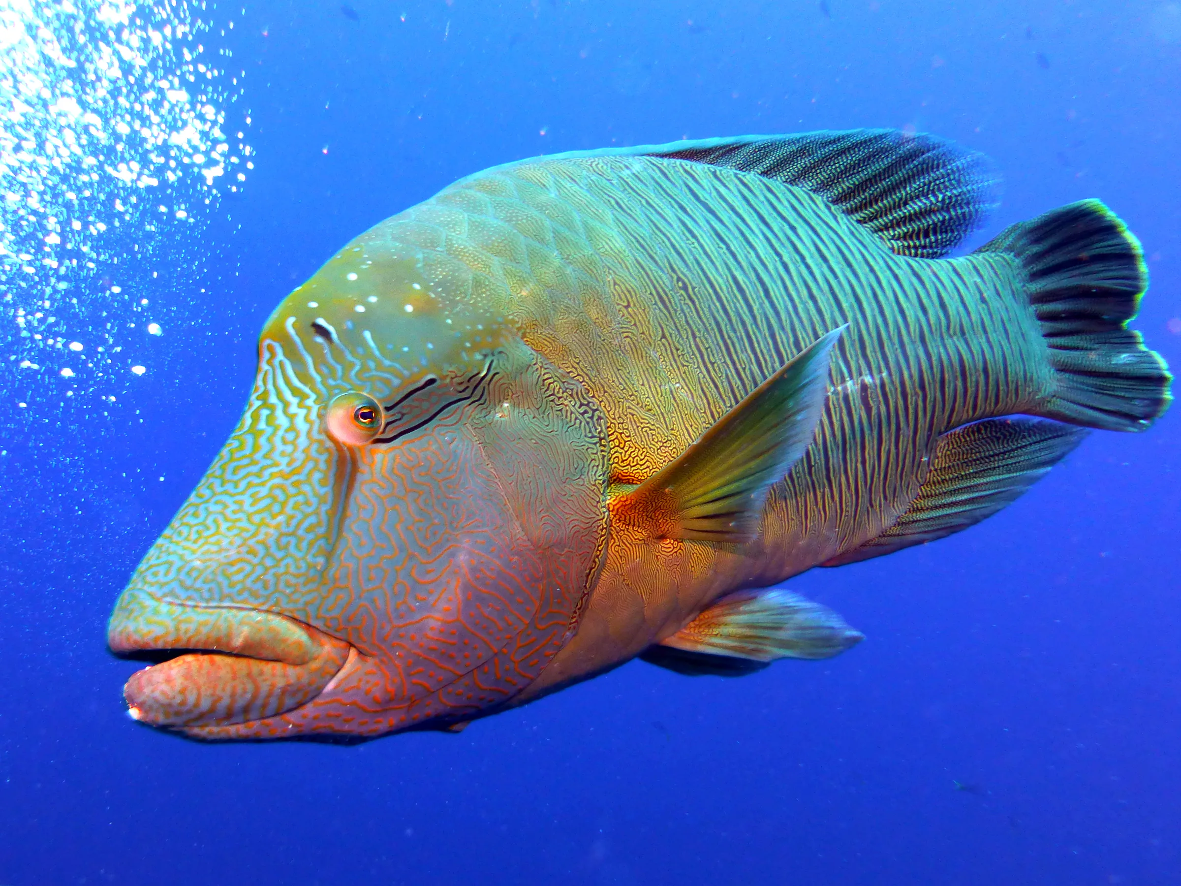 Napoleon Wrasse aka Humphead Wrasse. See Gerald Allen, et al, Reef Fish Identification - Tropical Pacific (2003) at page 193.