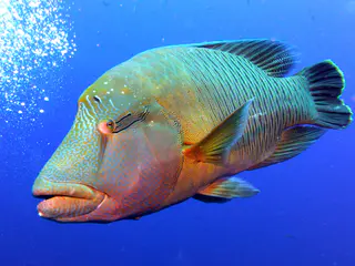 Napoleon Wrasse aka Humphead Wrasse. See Gerald Allen, et al, Reef Fish Identification - Tropical Pacific (2003) at page 193.