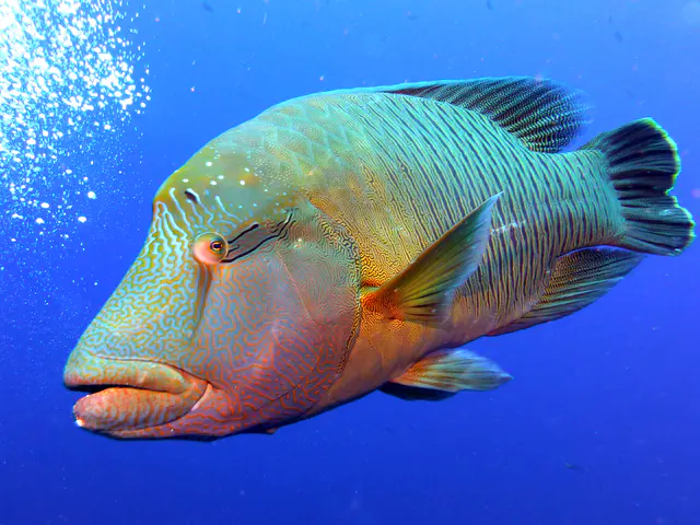 Napoleon Wrasse aka Humphead Wrasse. See Gerald Allen, et al, Reef Fish Identification - Tropical Pacific (2003) at page 193.