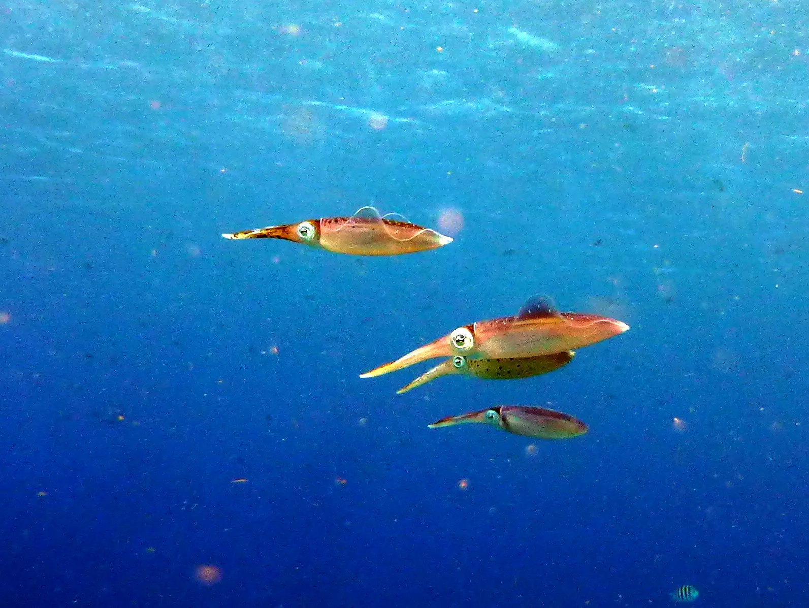 Reef Squid, Bonaire, 2013