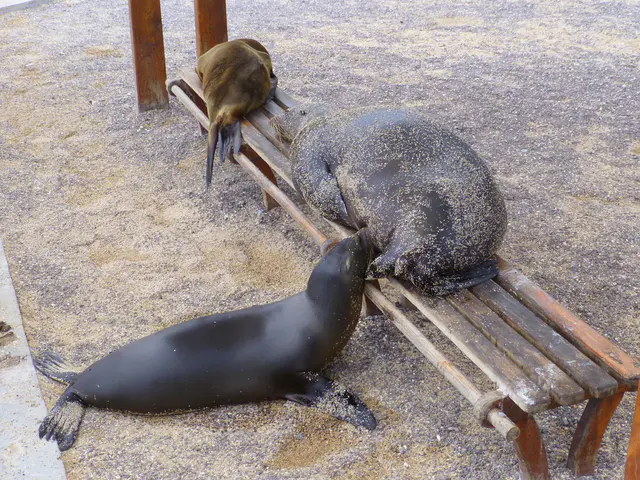 A Sea Lion pup breast feeds while the sand covered mother snoozes on a park bench.  Puerto Baquerizo Moreno, San Cristobal Island.
