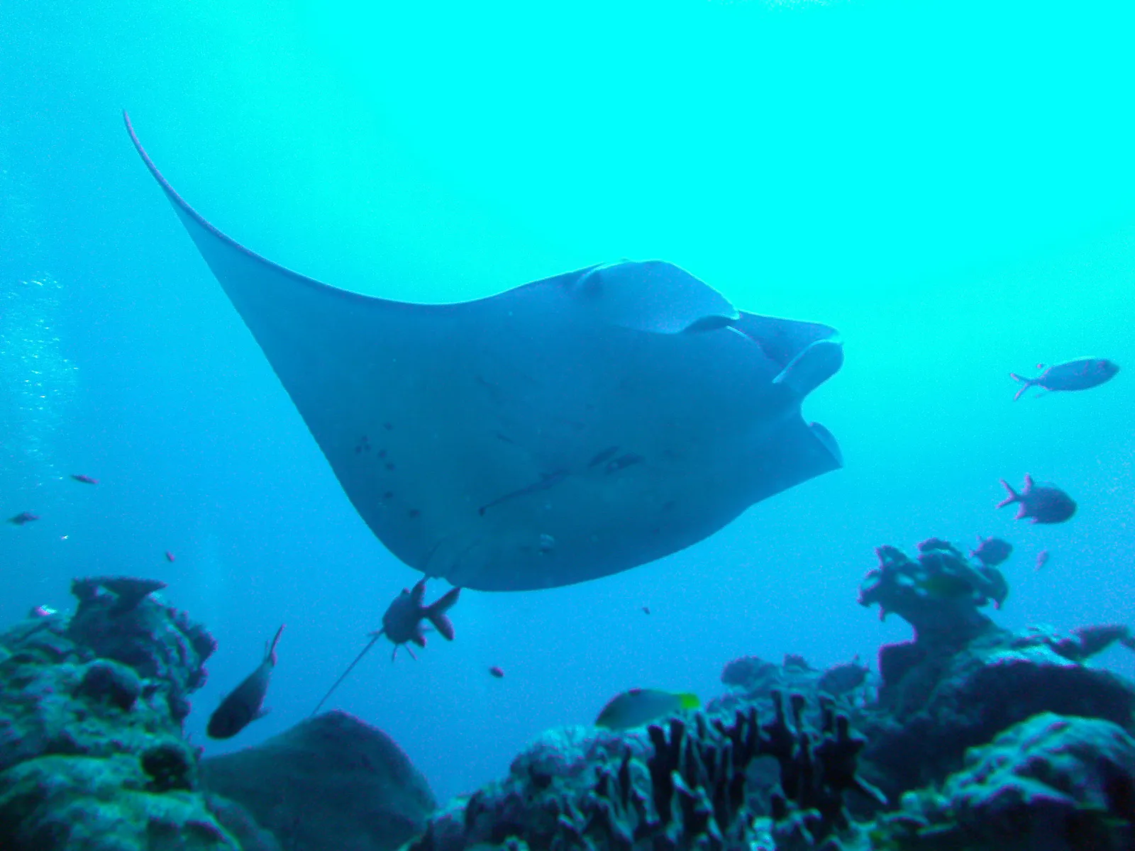 Manta Ray