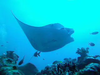Manta Ray