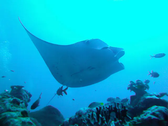 Manta Ray