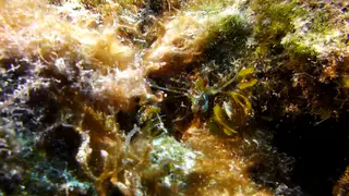 Decorator Crab