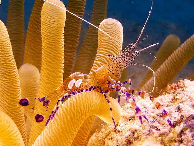 Underwater photograph by Joel Bergsma