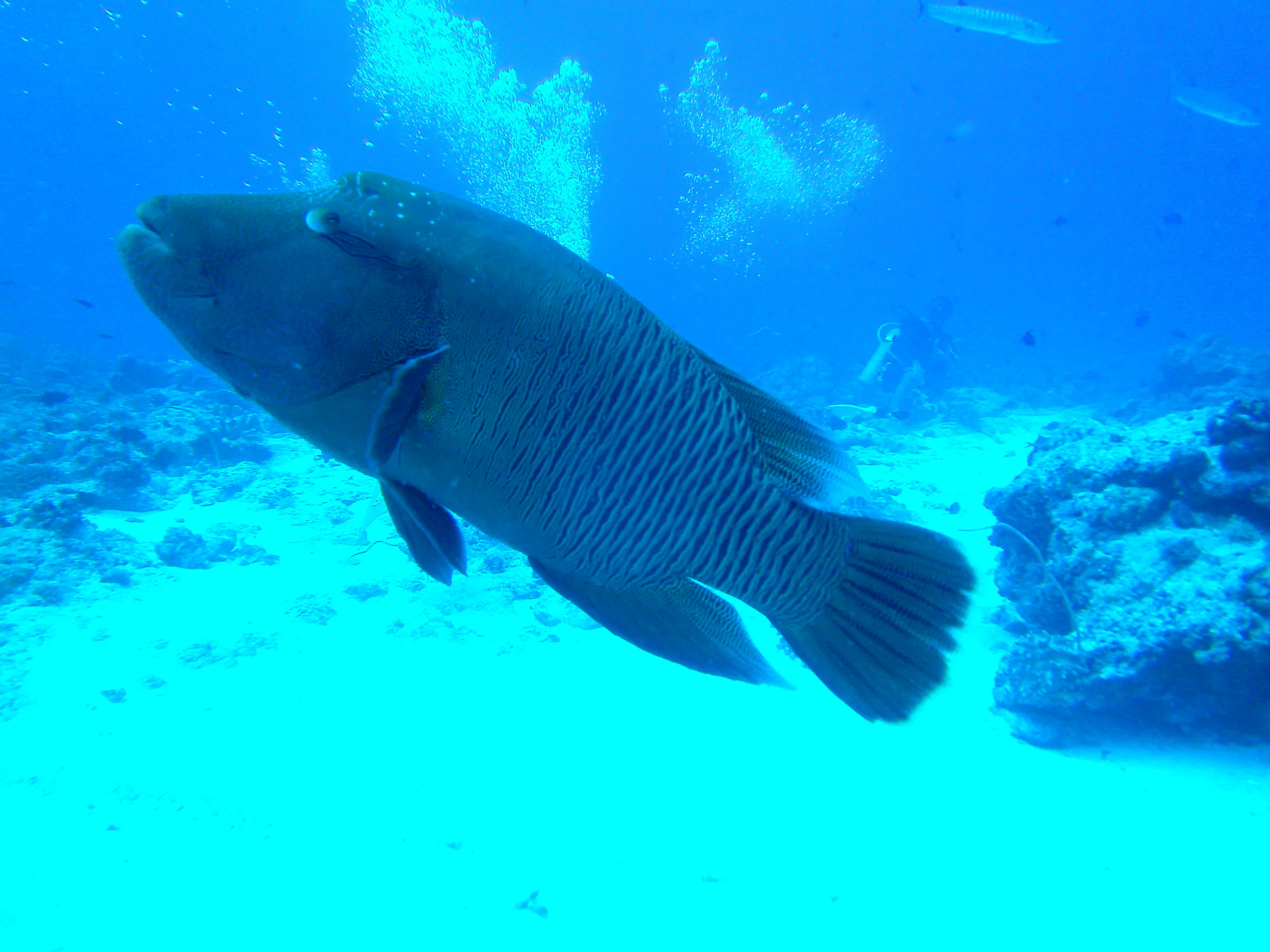Napoleon Wrasse aka Humphead Wrasse. See Gerald Allen, et al, Reef Fish Identification - Tropical Pacific (2003) at page 193.