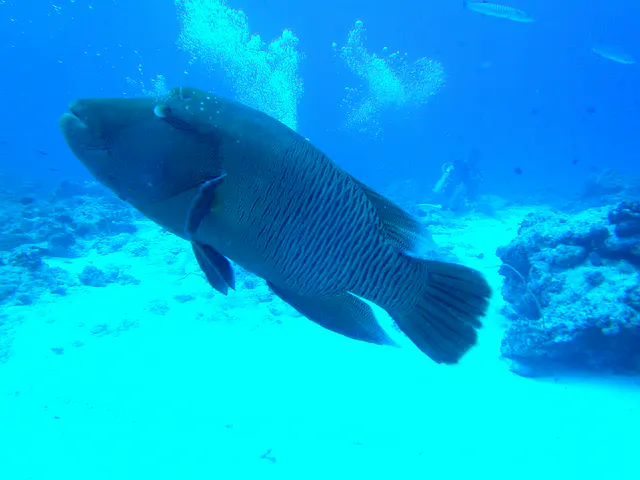 Napoleon Wrasse aka Humphead Wrasse. See Gerald Allen, et al, Reef Fish Identification - Tropical Pacific (2003) at page 193.