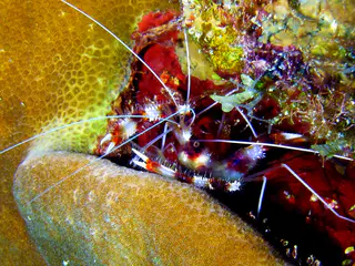 Underwater photograph by Joel Bergsma