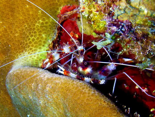 Underwater photograph by Joel Bergsma