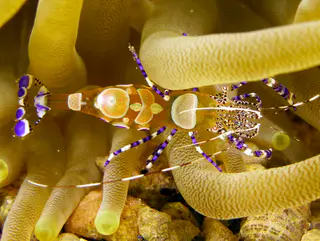 Underwater photograph by Joel Bergsma