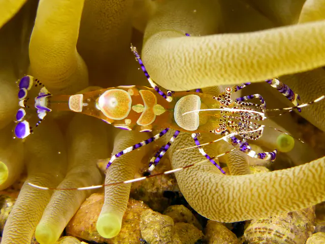 Underwater photograph by Joel Bergsma