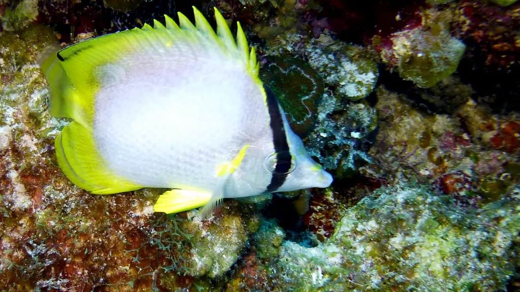 Underwater photograph by Joel Bergsma