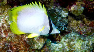 Underwater photograph by Joel Bergsma