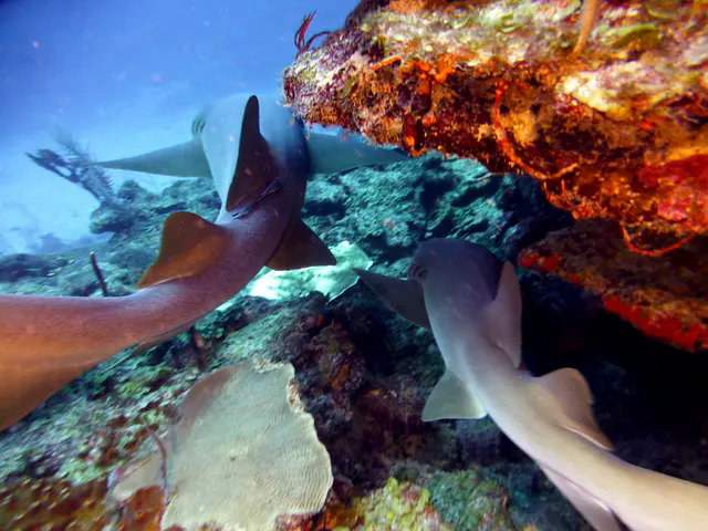 Underwater photograph by Joel Bergsma