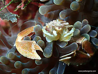 Underwater photograph by Joel Bergsma