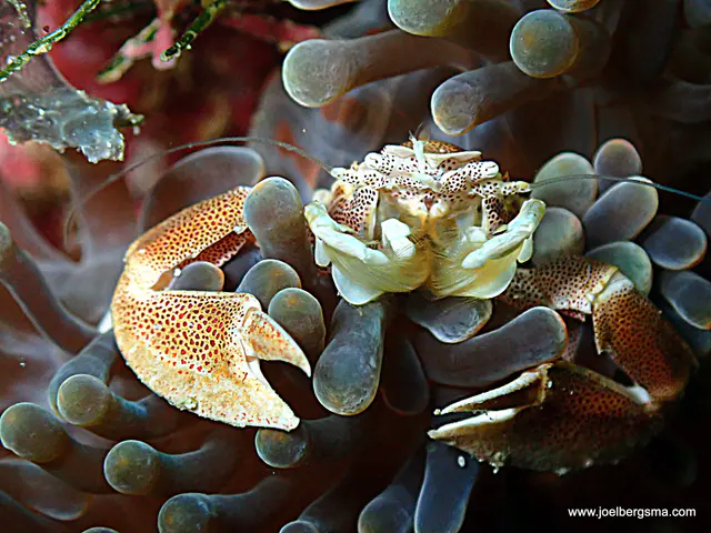 Underwater photograph by Joel Bergsma