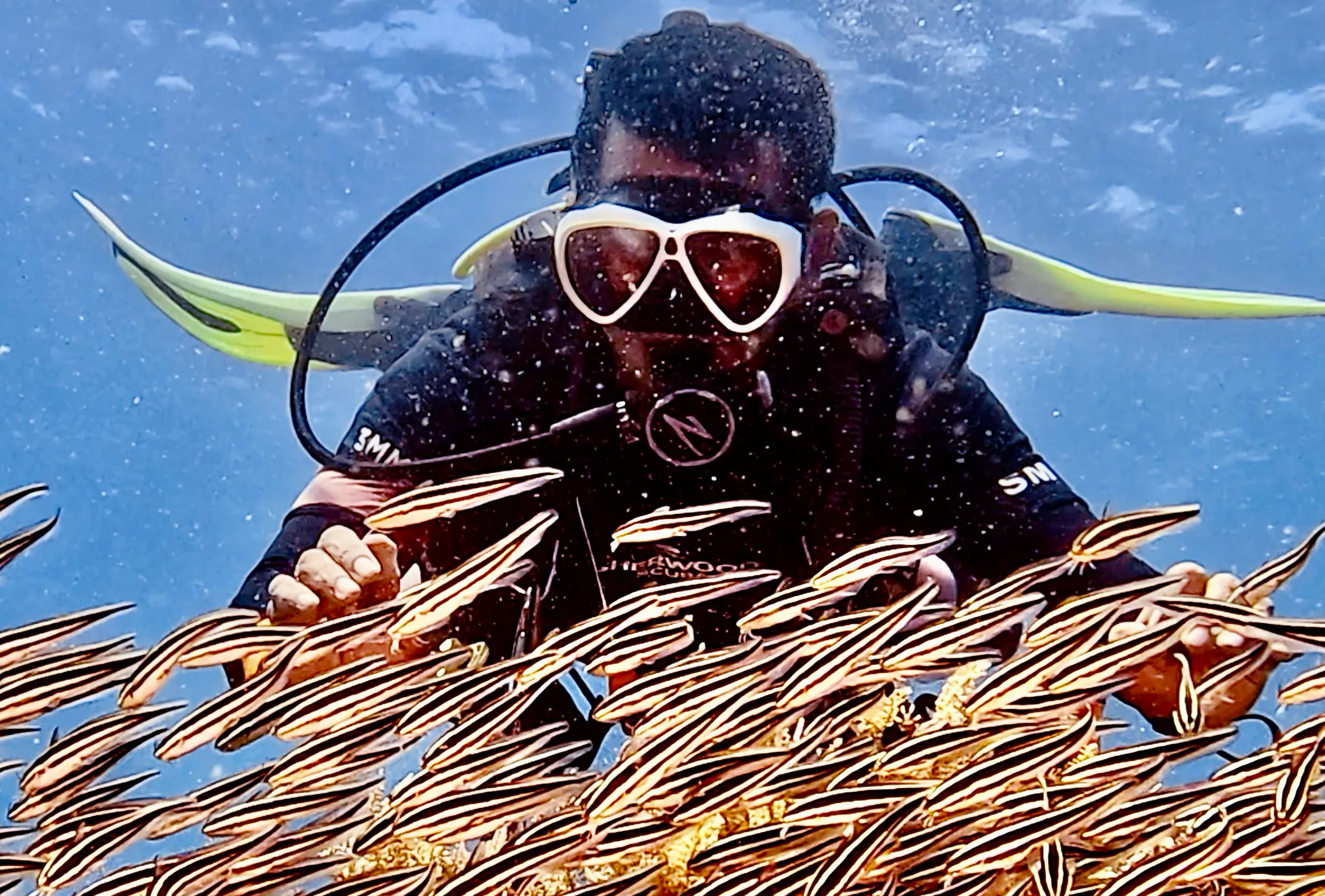 Philippines underwater photograph, 2026