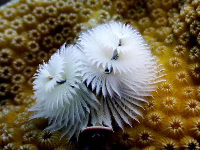 Underwater photograph by Joel Bergsma