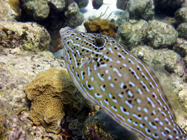 Underwater photograph by Joel Bergsma