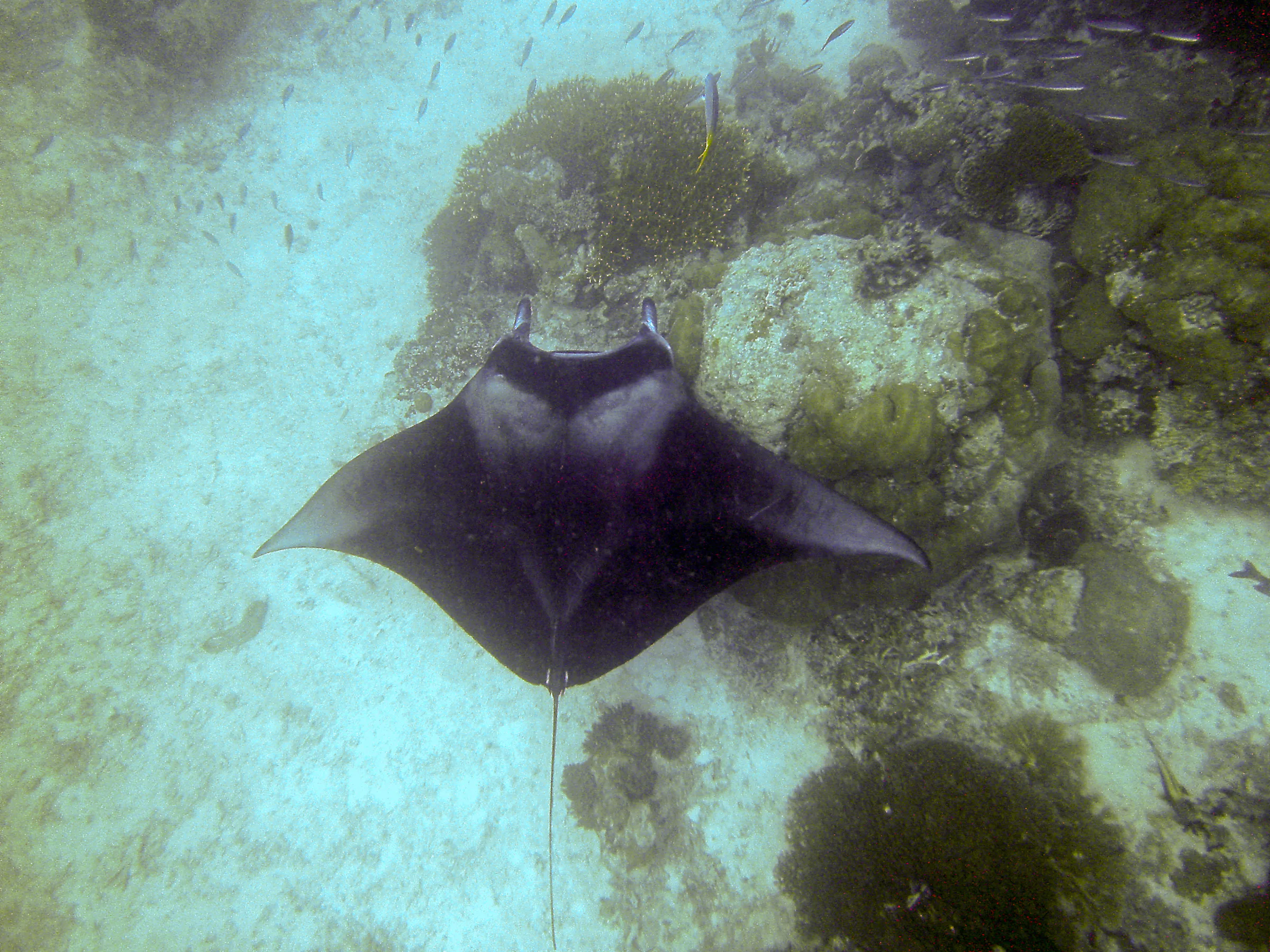 Manta Ray glides by directly under me.