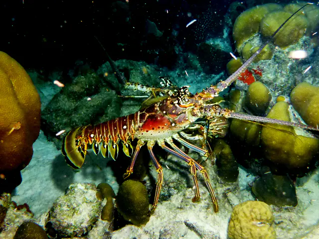 Underwater photograph by Joel Bergsma