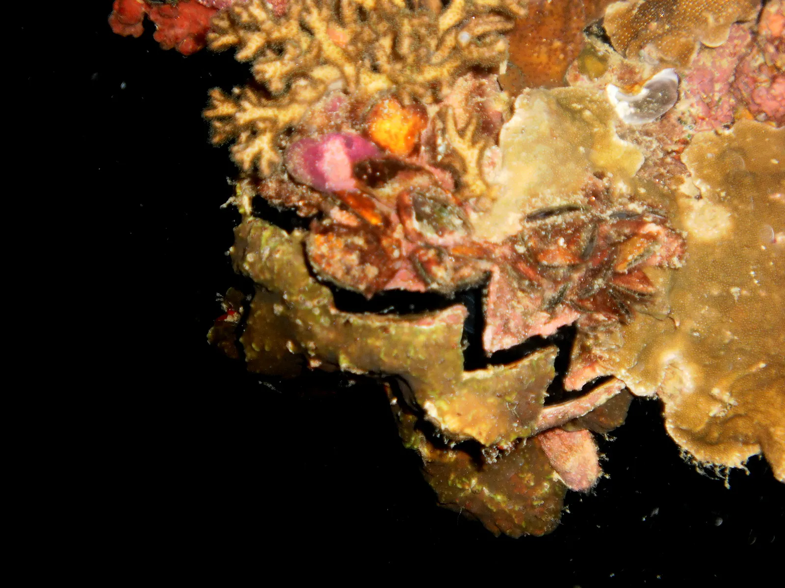 Oysters are abundant among the coral on this wreck explored during a night dive in Palau 2011.