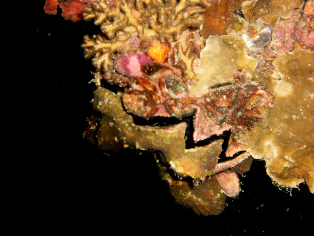 Oysters are abundant among the coral on this wreck explored during a night dive in Palau 2011.