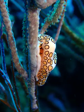 Underwater photograph by Joel Bergsma